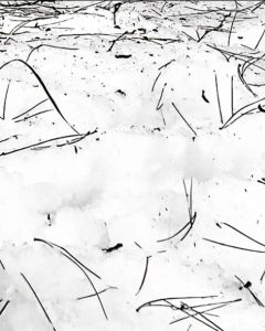 Neve